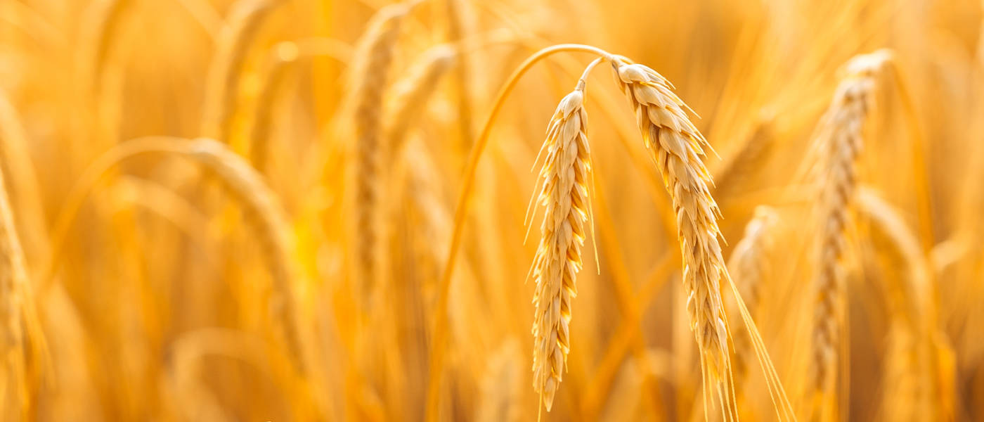 Täglicher Impuls ↗